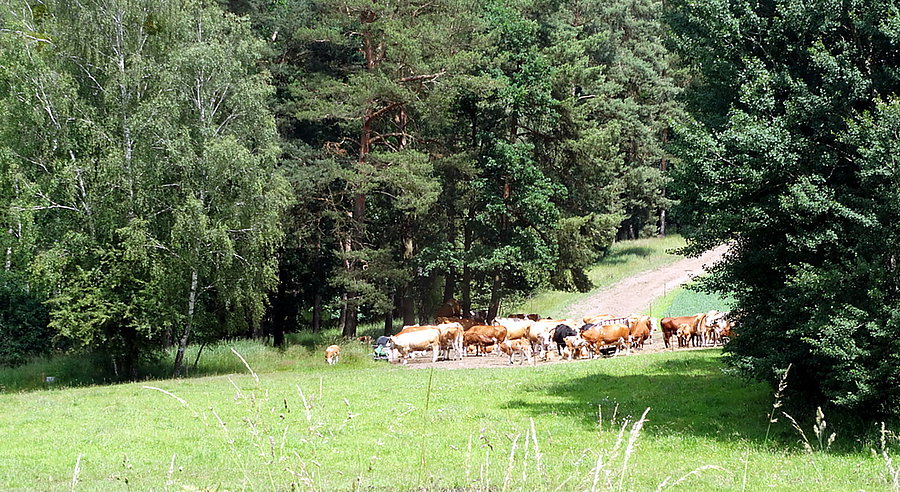 Stado bydła na trasie do Blankensee