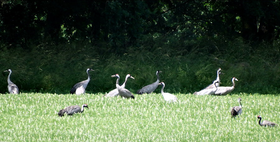 Tym razem żurawie, szkoda że były tak daleko od drogi do Blankensee