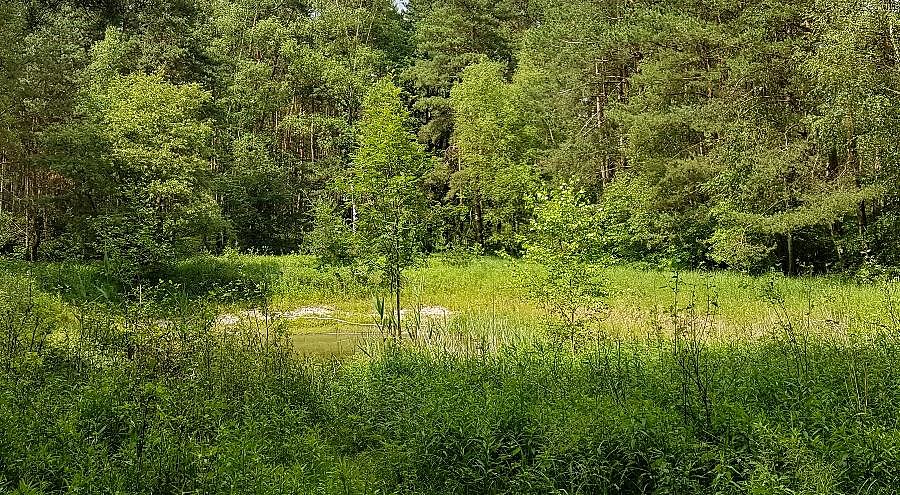 Tu namierzyłem po raz drugi 12 jeleni