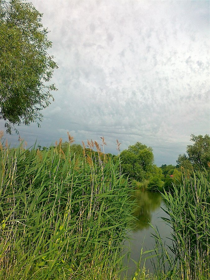 Drugi staw