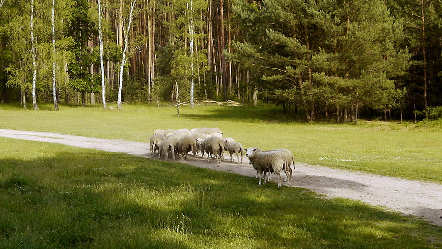 Przed leśniczówką Mokrzec