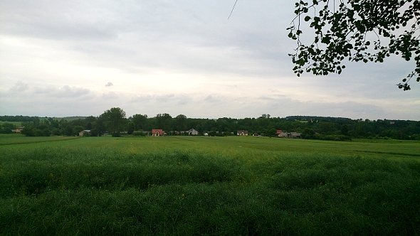 Pola w Iżycach