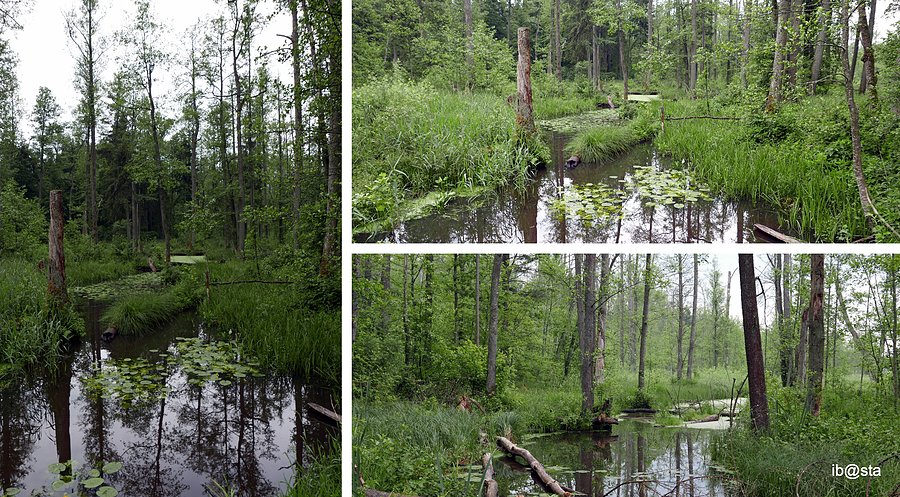 Gdzieś w drodze do Białowieży