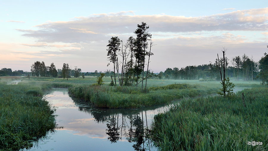 Białowieża po deszczu