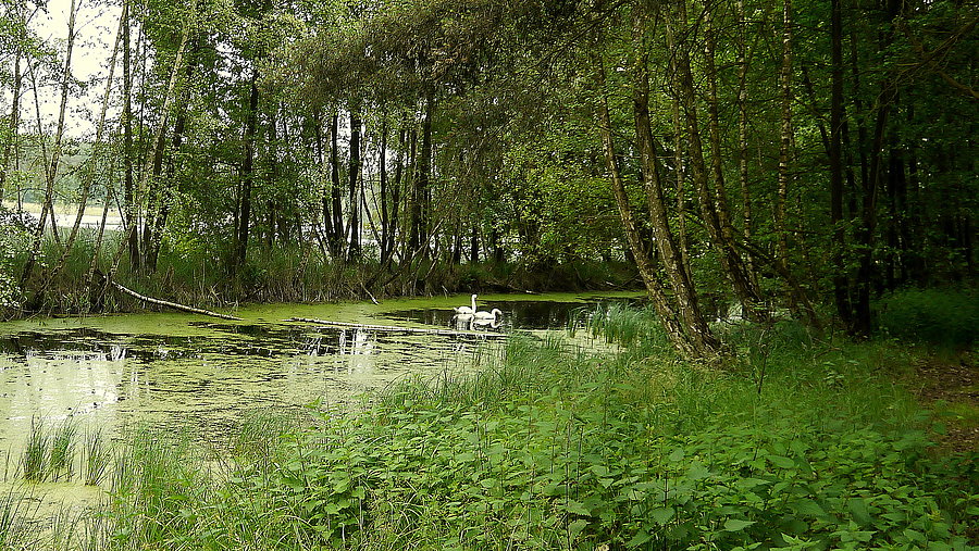 Zielątkowo - natura