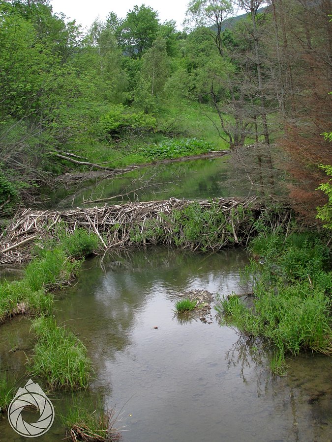 Bobrowe tamy