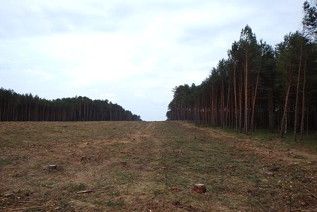 Wycięte lasy niedaleko Bożenkowa. W związku z budową "espiątki" oczywiście:(