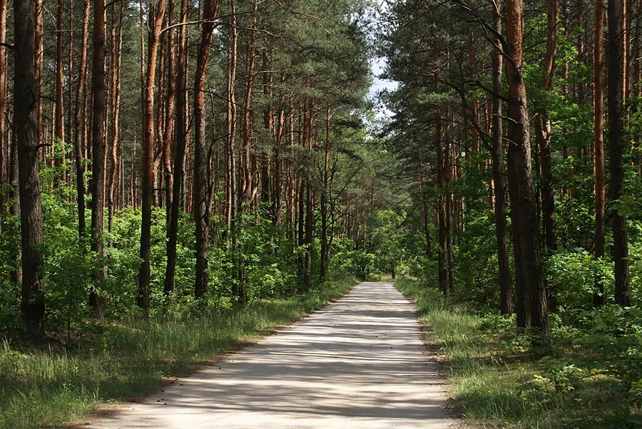 Drugi odcinek szutrowy - Green Velo - okolice Górki Szczukowskie - świętokrzyskie