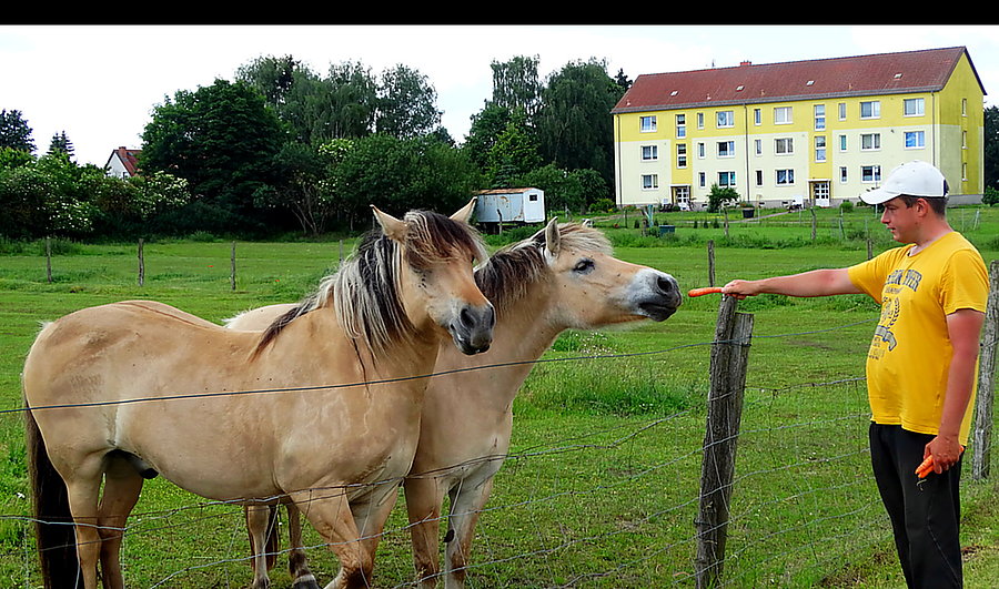 Kuba częstuje koniki marchewką