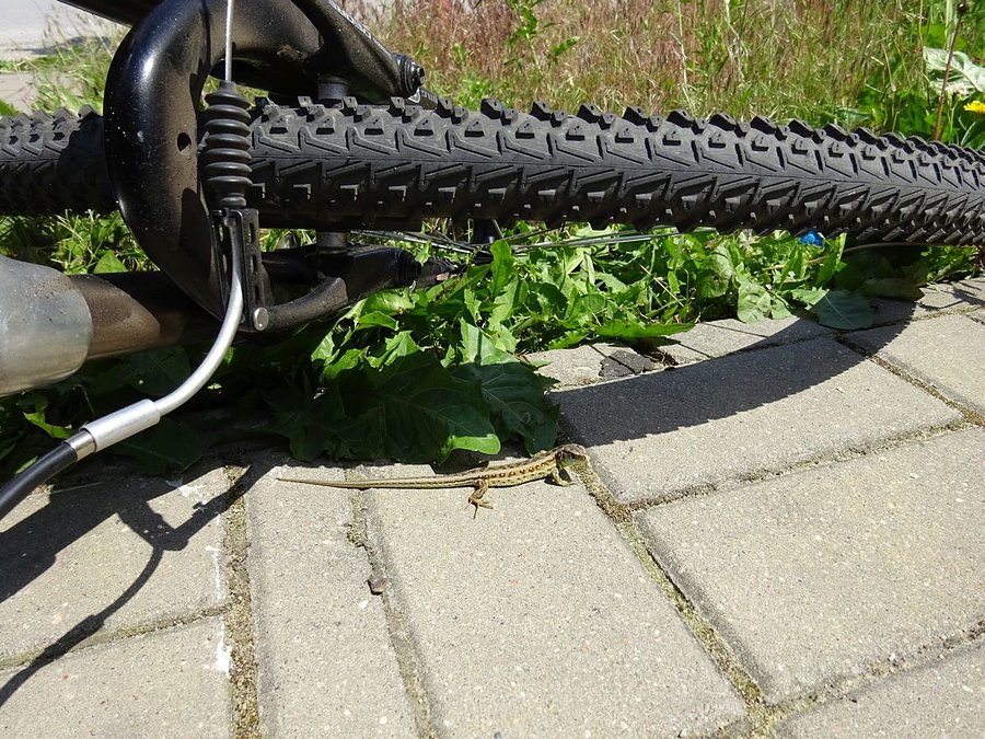 Weź Pan ten rower bo słońce zasłaniasz