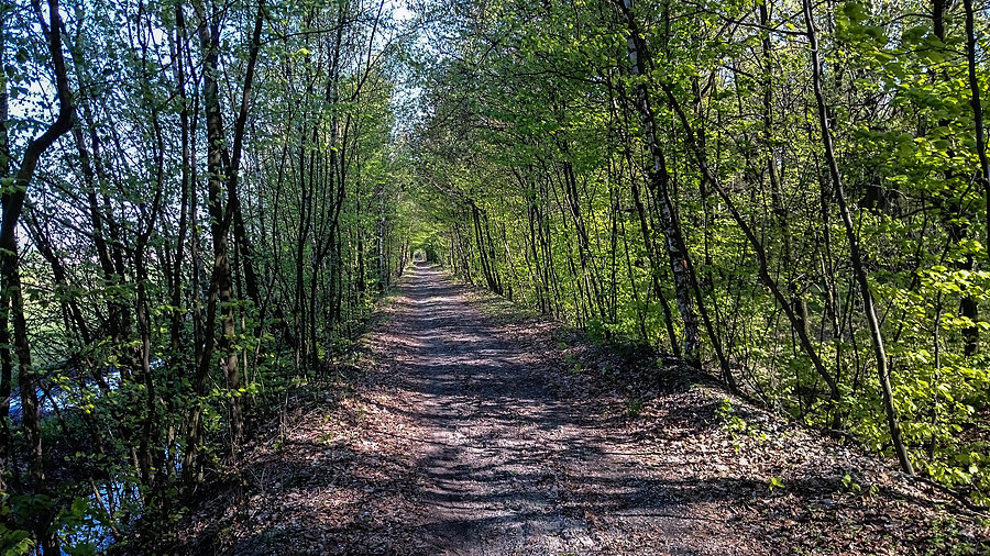 Aleja wśród drzew
