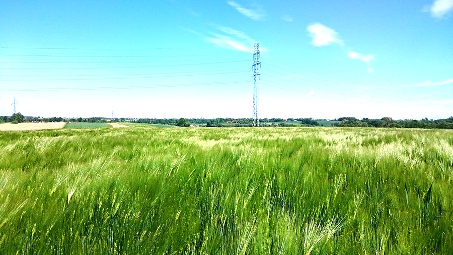 Pole zboże