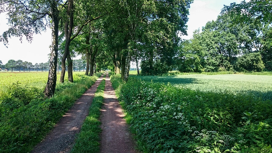 Polny dukt