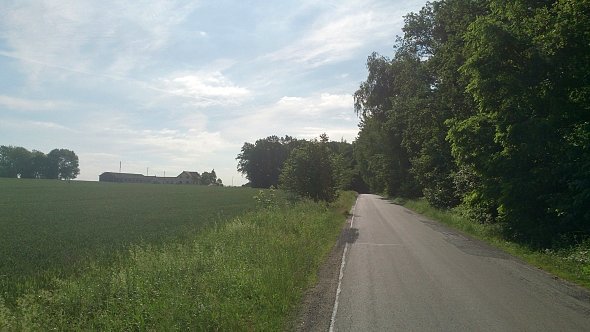 Asfalt przy lesie