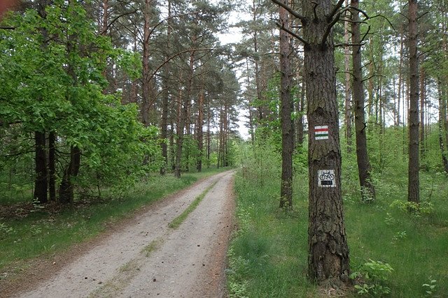 Szlaki Lasu Gdańskiego
