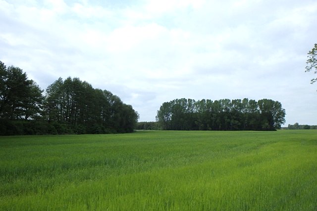 Uspokajająca zieleń