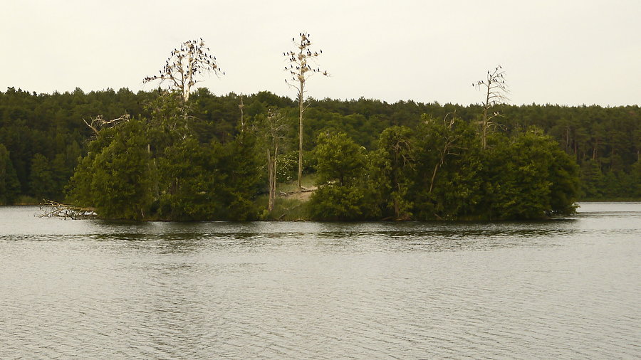 Wyspa Kormoranów