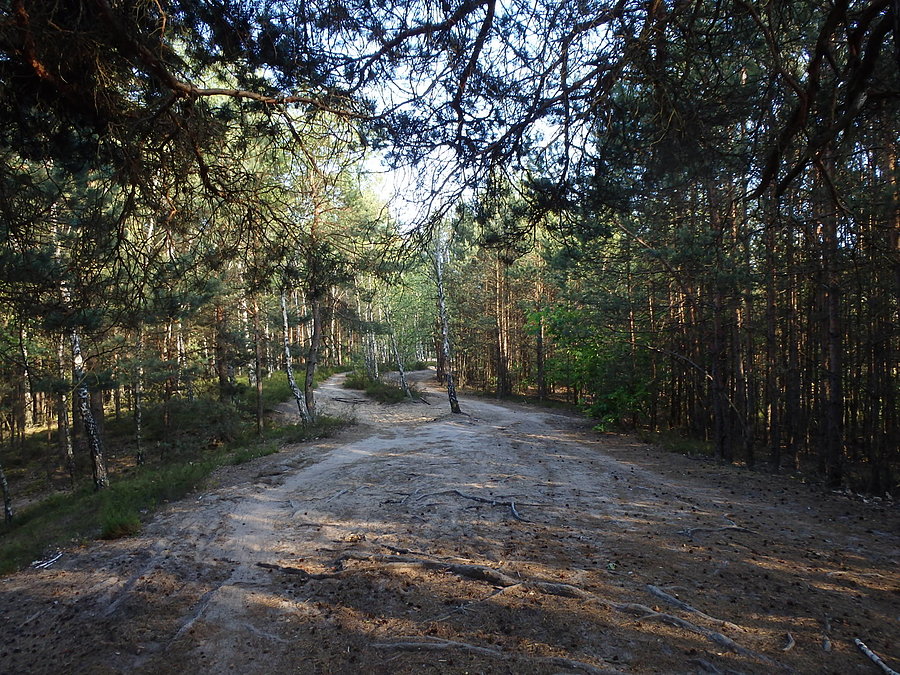 Piaszczysta Perć (Lasy Otwockie)