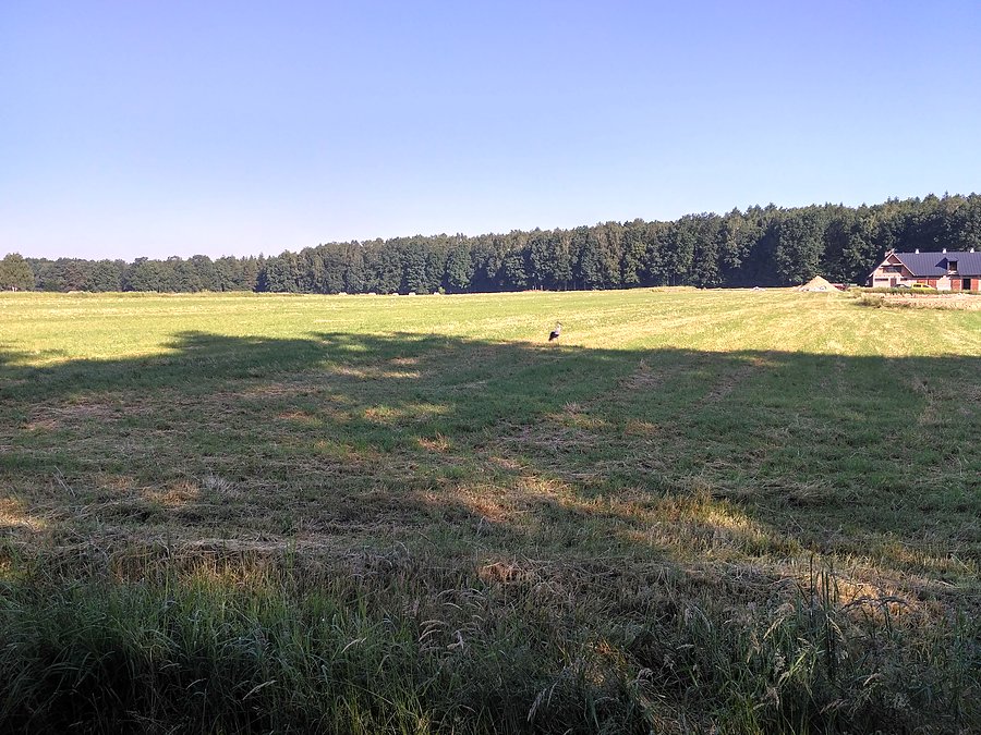 Bocian w Wilkowyjach