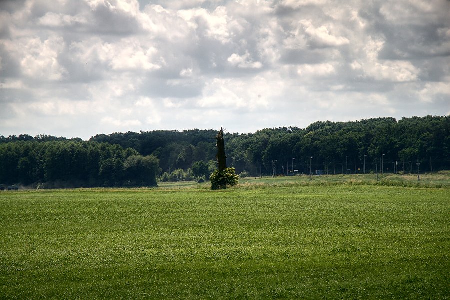 Na podwitkowskich łąkach