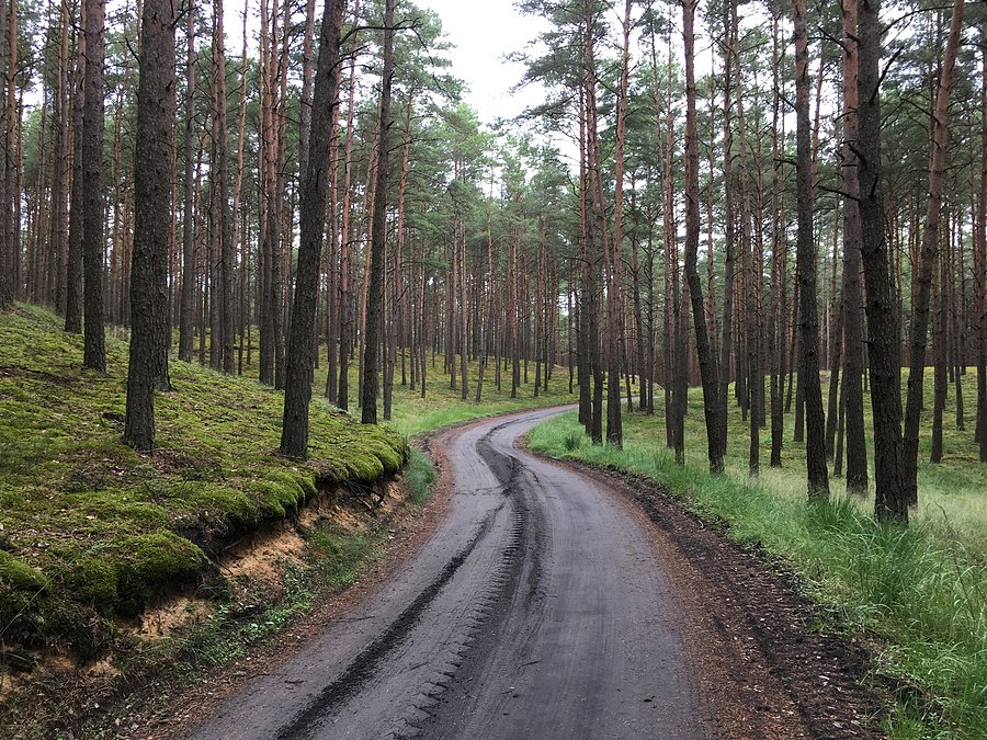 Trasa do Miałów przez Puszczę Notecką