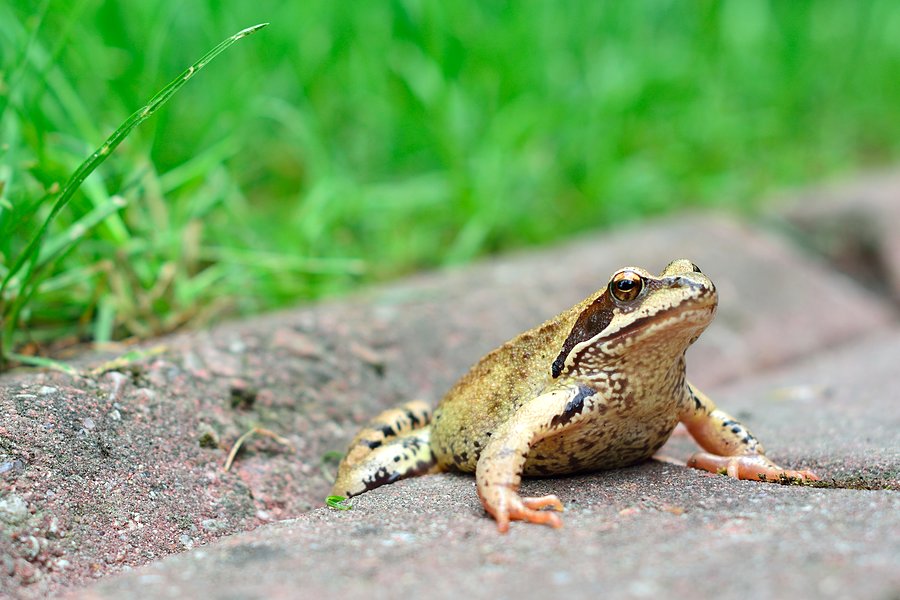 Piękna