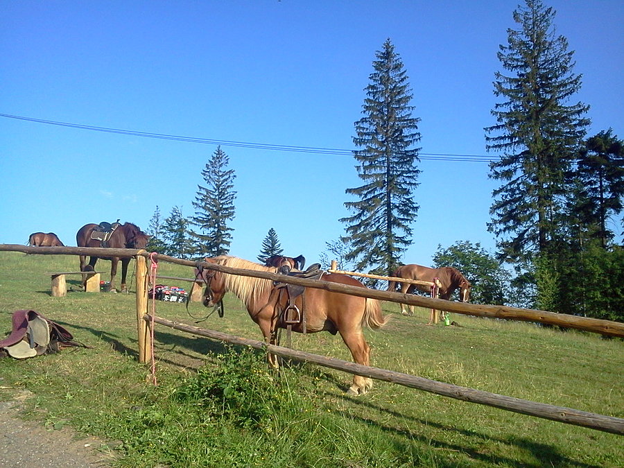 Konie na Kubalonce