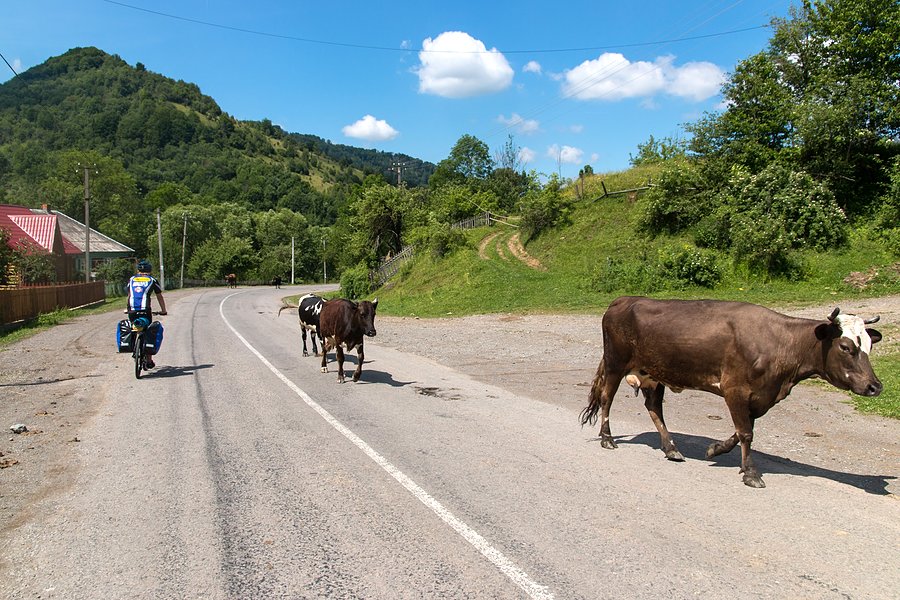Gówna droga a tu krowy na środku