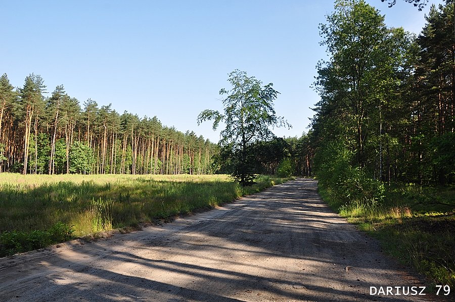 Strąków - Droga leśna w stronę Cynków