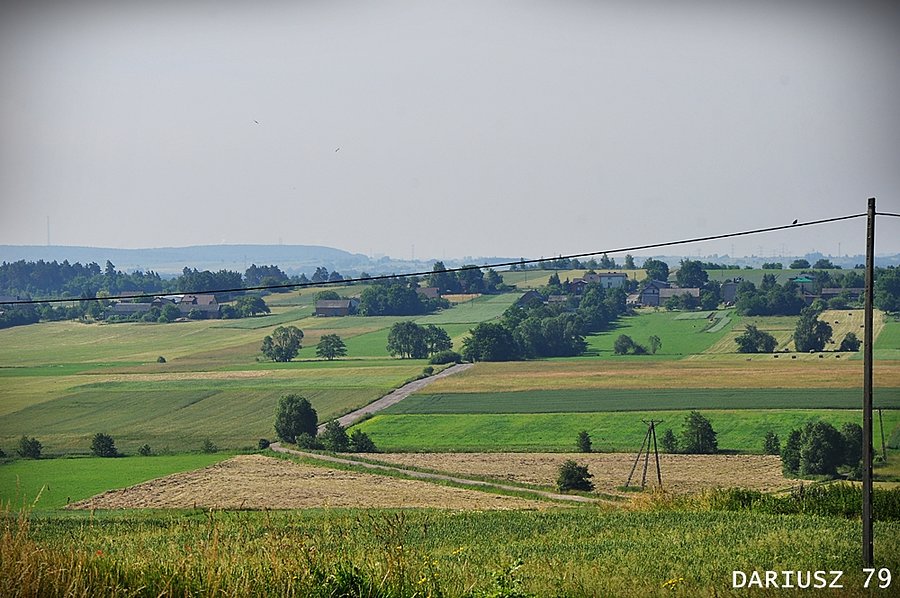 Pińczyce - Droga polna w stronę Dziewki