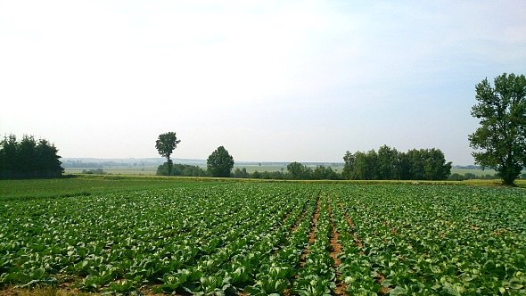 Zielone pola