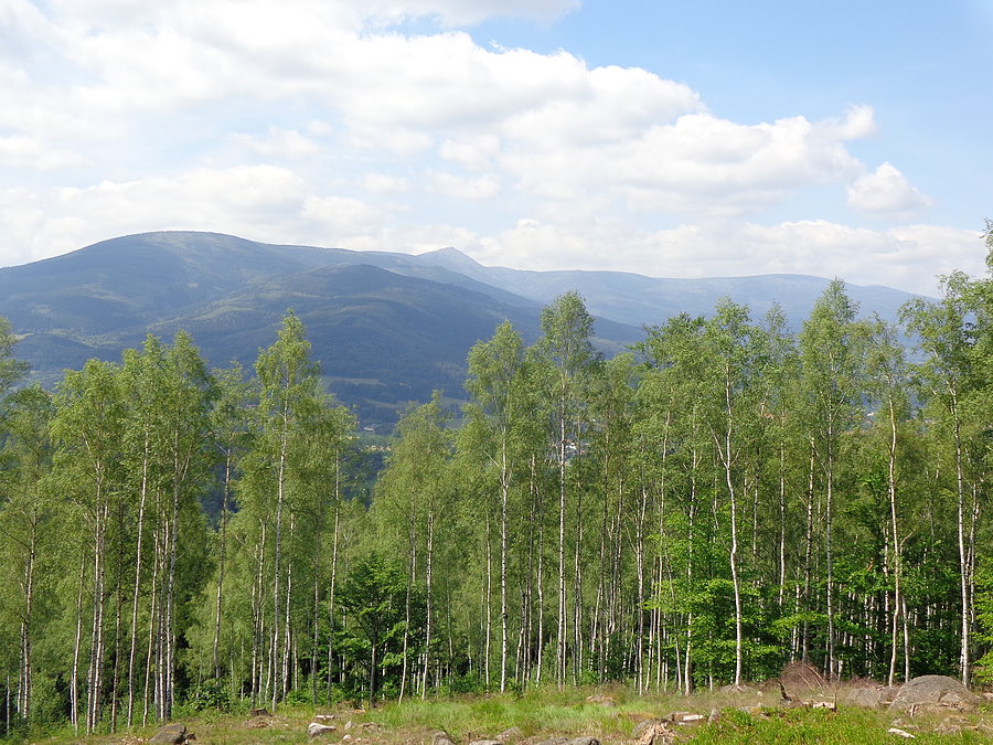 Widok na Karkonosze