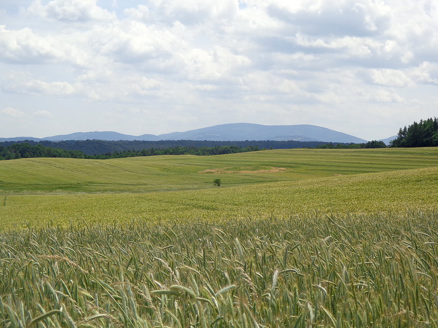 Wielka Sowa