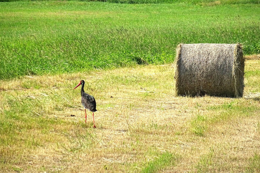 Bocian Czarny