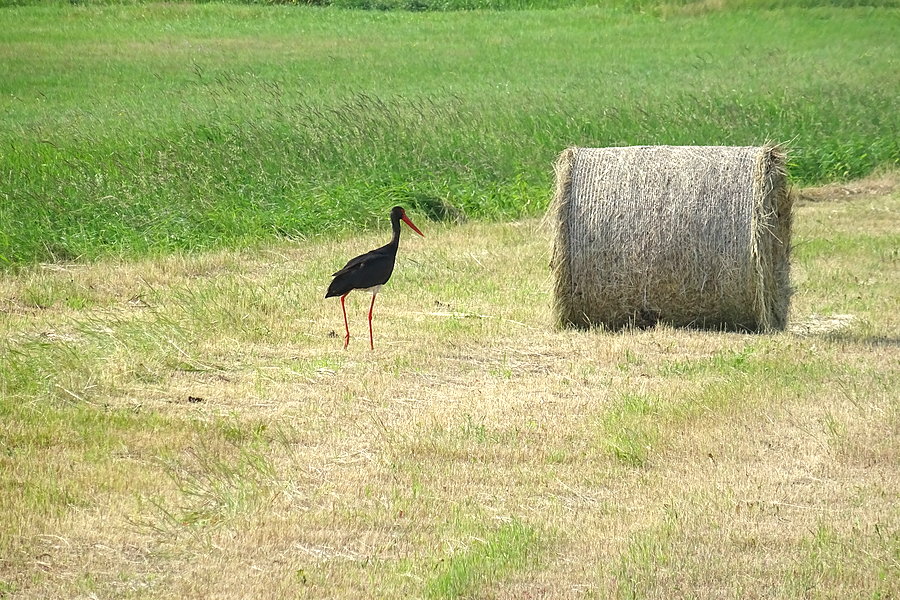 Bocian Czarny