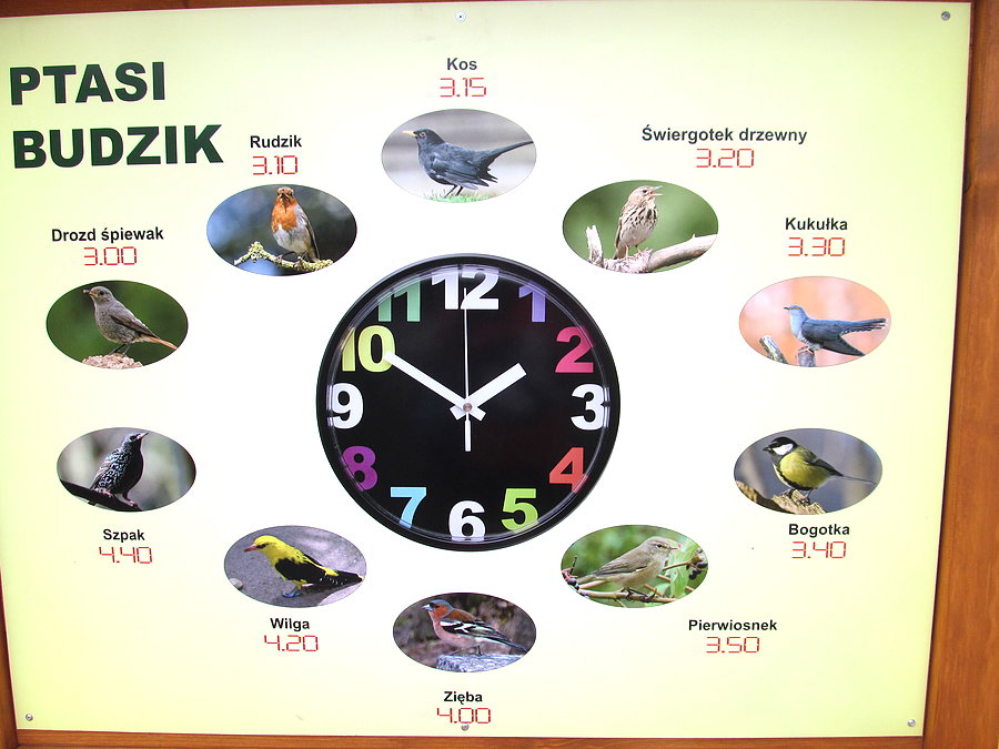 I takie oto ciekawostki można wyczytać