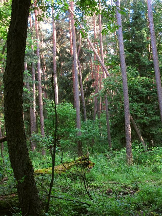 Park Krajobrazowy Puszcza Zielonka - las w Uroczysku Maruszka