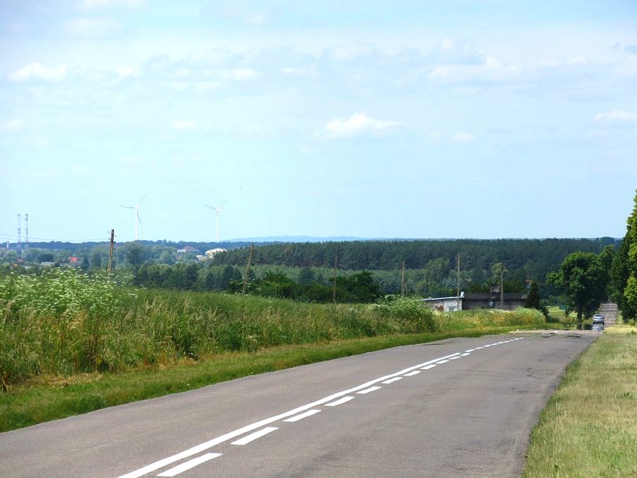 Widok na okolice Rogoźna z drogi Murowana Goślina - Rogoźno