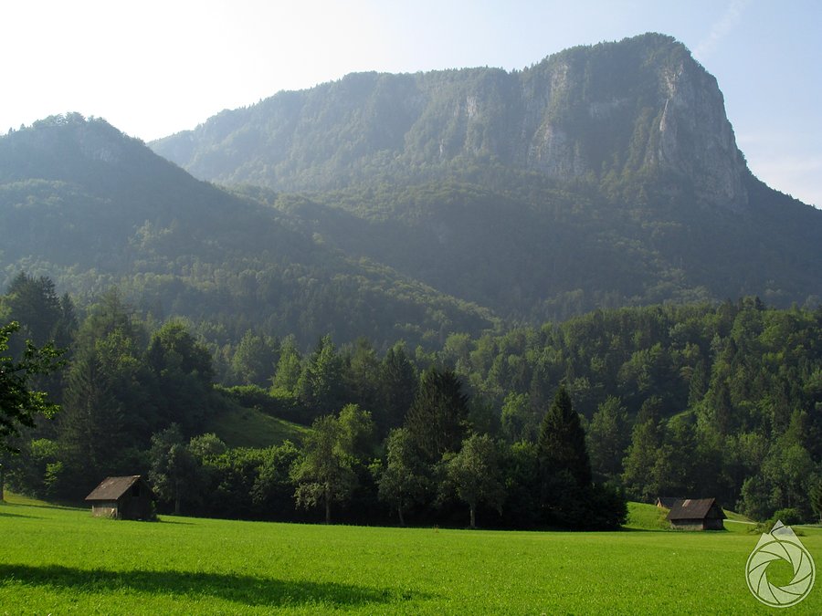 Bohnijska Bela z rana