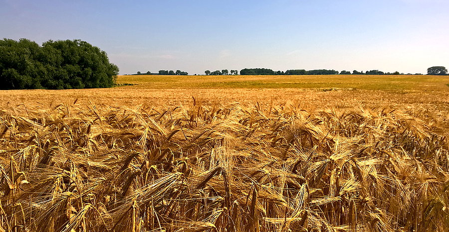 Żniwa już blisko - zdjęcie z niemieckich terenów