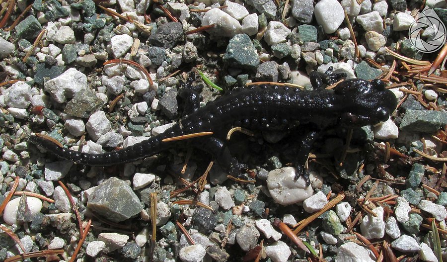 Smaczek na jezdni - Salamandra nigra