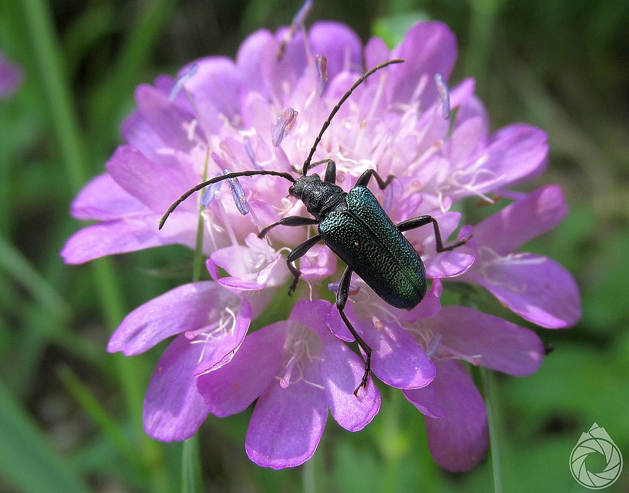 Miejscowa Gaurotes sp