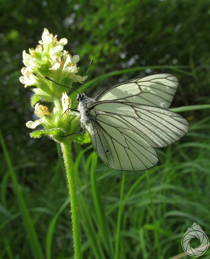 Aporia crataegi