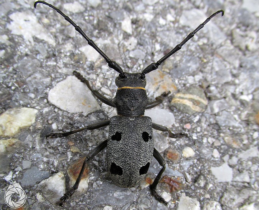 Samczyk Morinus asper w naturalnym środowisku - na asfalcie :P