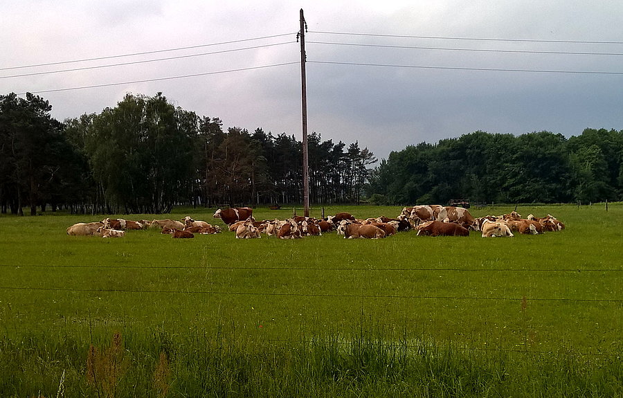 Stado krów na niemieckim pastwisku