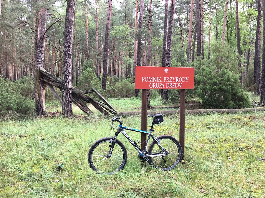 Tomaszewo - pomnik przyrody / grupa drzew