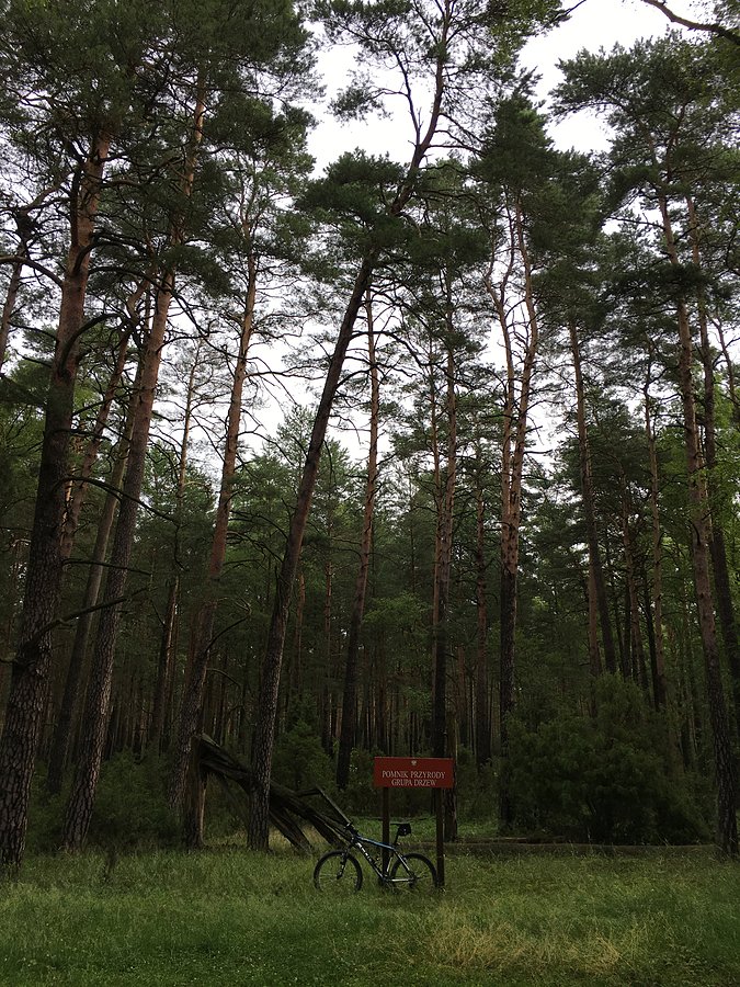 Pomnik przyrody / grupa drzew w Tomaszewie
