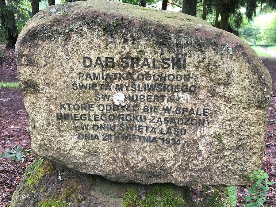 Dąb Spalski w Tomaszewie