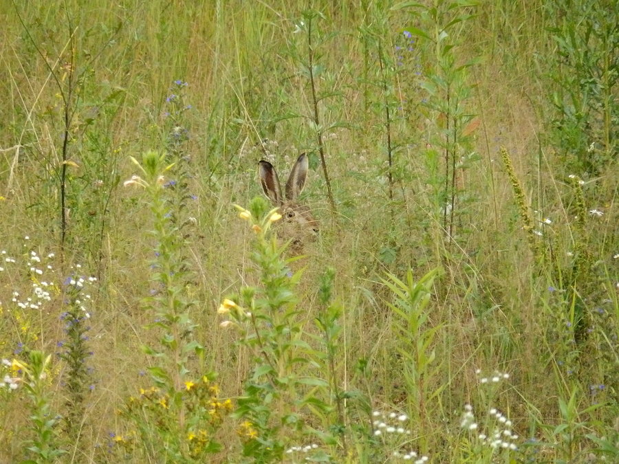 Zając II