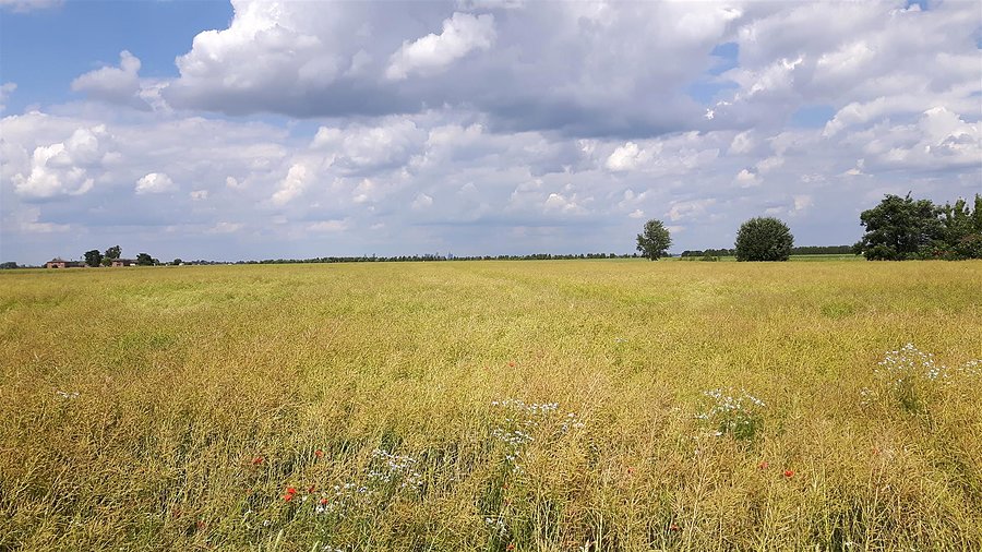 Lesznowola - Pole